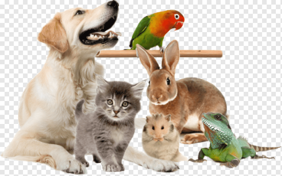 Pet Products